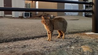 何故か吠える野良猫