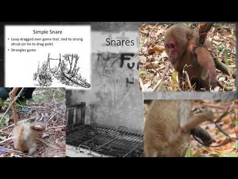 KEE: The Monkey Problem Part 2
