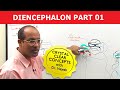 Diencephalon - Neuroanatomy - Part 1/2