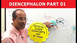 Diencephalon | Neuroanatomy | Part 1/2