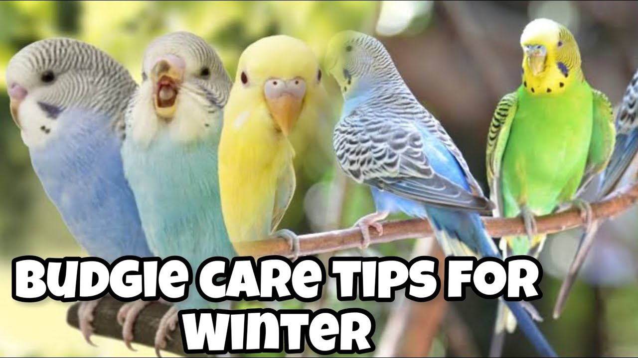 How To Take Care Of Budgie In Winter Season YouTube