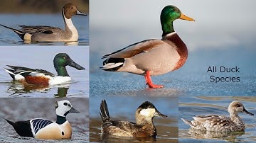 All  Duck species / types of duck / duck / ducks A to Z / wild ducks