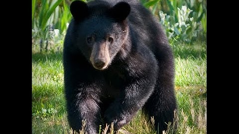 Bear Trying to Open Bear Proof Trash Can in Asheville, North Carolina