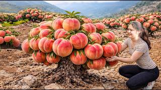 Harvesting Giant Mountain Peaches, Type of Peach That Thrives in Harsh Conditions | Sold Out Fast