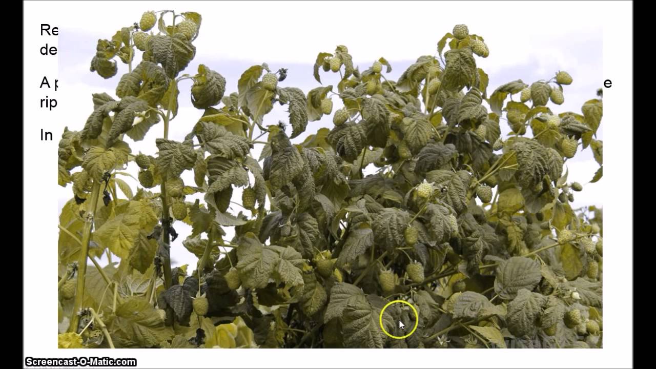 Philosophy of Colour 3.2 - Primitivism 2