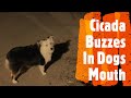 Cicada Buzzes In Dogs Mouth! Dog Will Not Let Go Of Cicada.