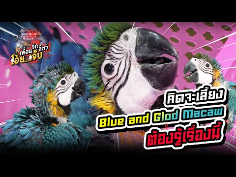 คิดจะเลี้ยง Blue and Gold Macaw ต้องรู้เรื่องนี้ - เพื่อนรักสัตว์โอ๊ย..เจ็บ EP.33