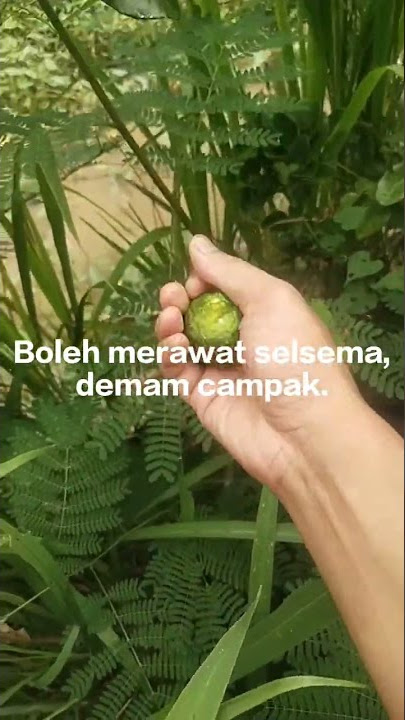 Khasiat Buah Limau Purut By Cintai Asas Tani