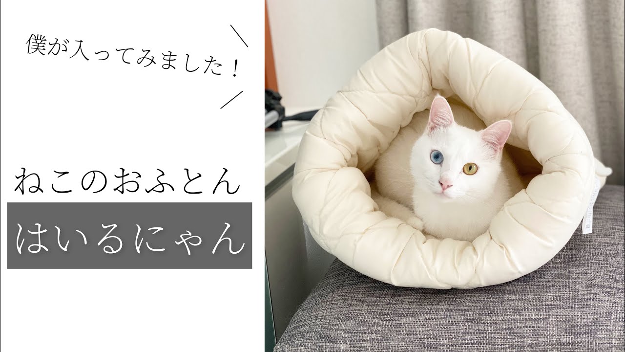 ねこのおふとん はいるにゃん が大好きすぎる白猫クリームさん Youtube