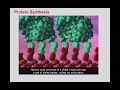 Protein synthesis bioflix