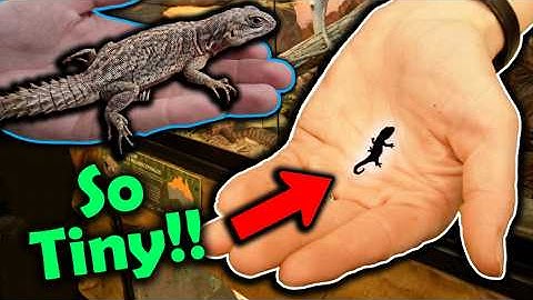 Meet our Smallest Lizards!