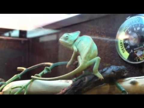 Juvenile Veiled Chameleon at a nearby Petsmart - YouTube
