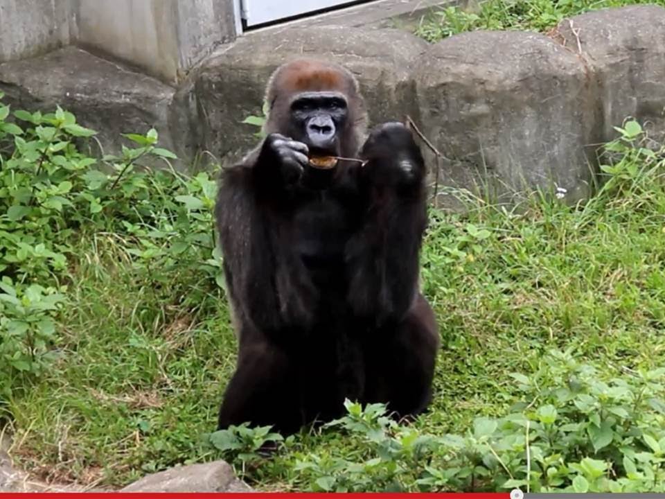 [HD 1080p]ハミガキゴリラ / Gorilla to brush your teeth. YouTube