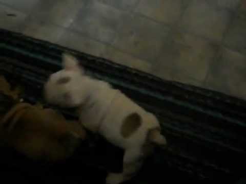 Weaning puppies NOT! - YouTube