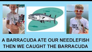 A Barracuda Ate Our Needlefish, Then We Caught The Barracuda by 3W Outdoors 28 views 1 month ago 3 minutes, 6 seconds