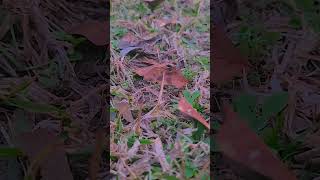 Heres To The Girl That I Want To Kiss