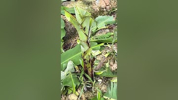 Cách chống bão cho cây chuối siêu hiệu quả