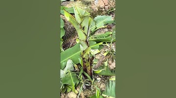 Cách chống bão cho cây chuối siêu hiệu quả