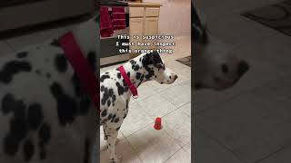 People test their Dalmatian dog to see how smart he is...