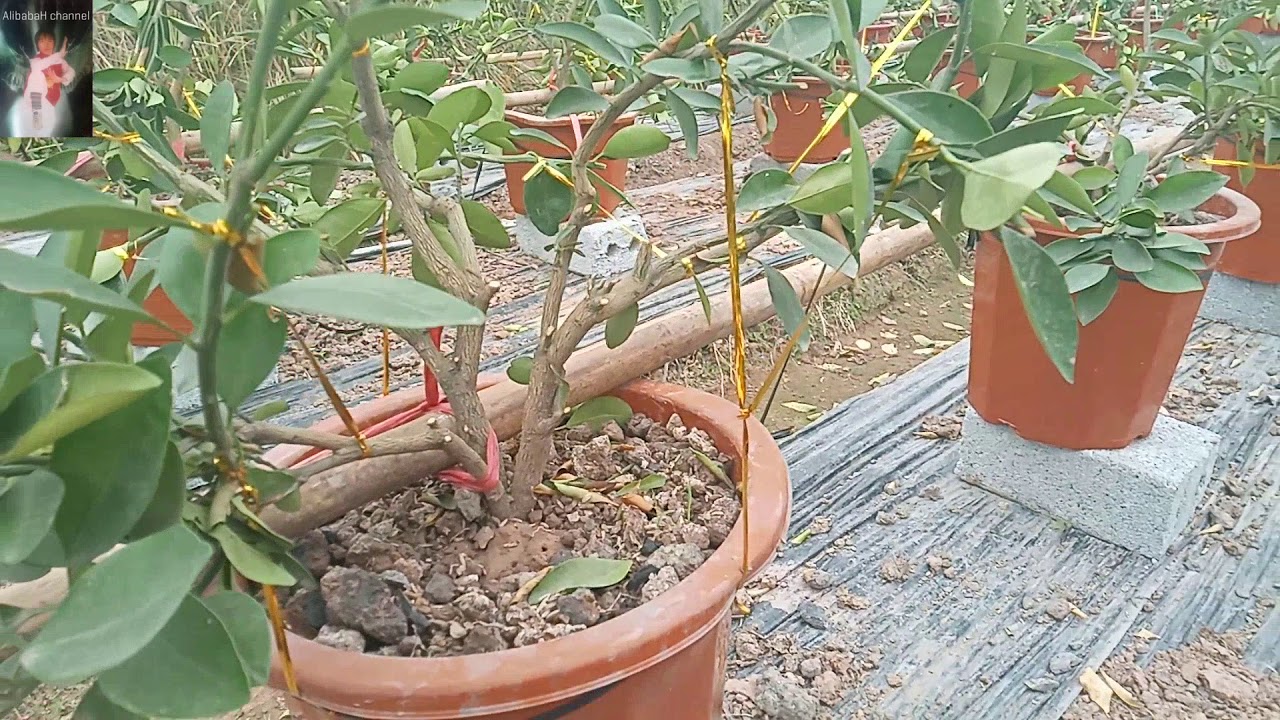 Cách trồng và chăm sóc cây quất cảnh, cây quất thế, cây quất bonsai ...