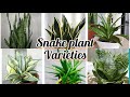 #sanseveria #snakeplant Sanseveria varieties... indoor plants grows in water