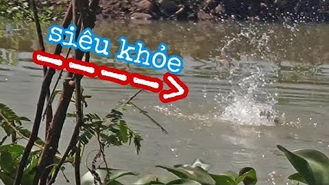 Câu Cá Ổ | Gặp Ổ Cá Rô Phi Vừa Tổ Vừa Điên , Thấy Mồi Là Đớp Liền | Nghiện Câu TV | T9