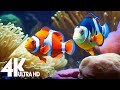 Aquarium Wonders 8K – Explore the Magic of Coral Reefs &amp; Peaceful Ocean Sounds for Calmness