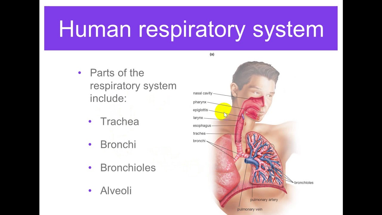 Grade 9 Biology Respiratory System Youtube