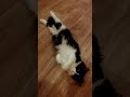 Мия #cat #catlover #kitten #funnycats #kitty #cutecat #funny