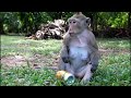 Sadly!! Female Monkey Crying cos was attacked by leader Alpha, Nature Daily