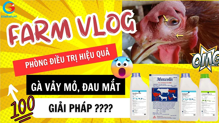 LÝ GIẢI NGUYÊN NHÂN GÀ BỊ SƯNG MẮT VÀ CÁCH ĐIỀU TRỊ HIỆU QUẢ|THÚ Y TOÀN CẦU| FARM VLOG