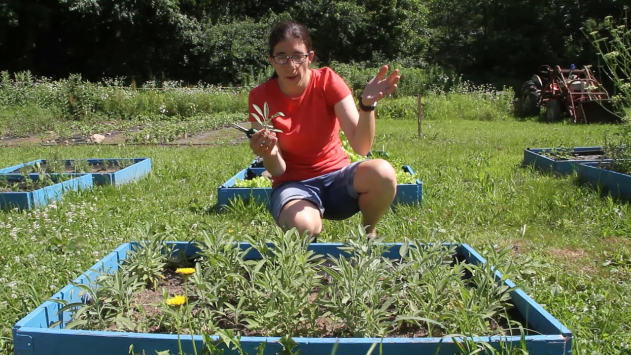 Harvesting Sage YouTube