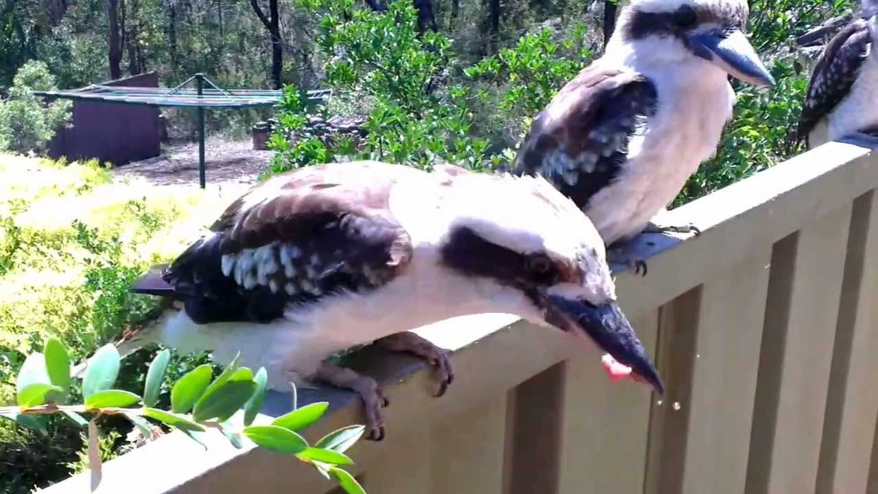 Kookaburras at feeding time in Sydney YouTube