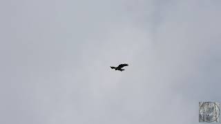 Red tailed hawk in spectacular soaring flight - and watch her hover!! Incredible!!