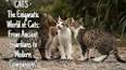 The Allure of Cats: Feline Companionship Through the Ages ile ilgili video