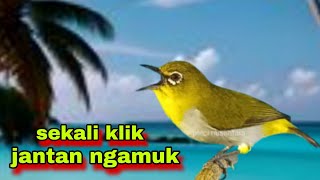 Pleci Betina Memanggil Jantan || Pancingan Pleci Betina,Bikin Pleci Bustomi Gacor