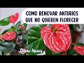 CÓMO RENOVAR ANTURIOS QUE NO QUIEREN FLORECER/ Liliana Muñoz