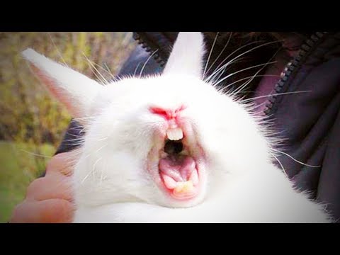 cute-rabbits-😂-cute-rabbits-doing-things-funny-(full)-[funny-pets]