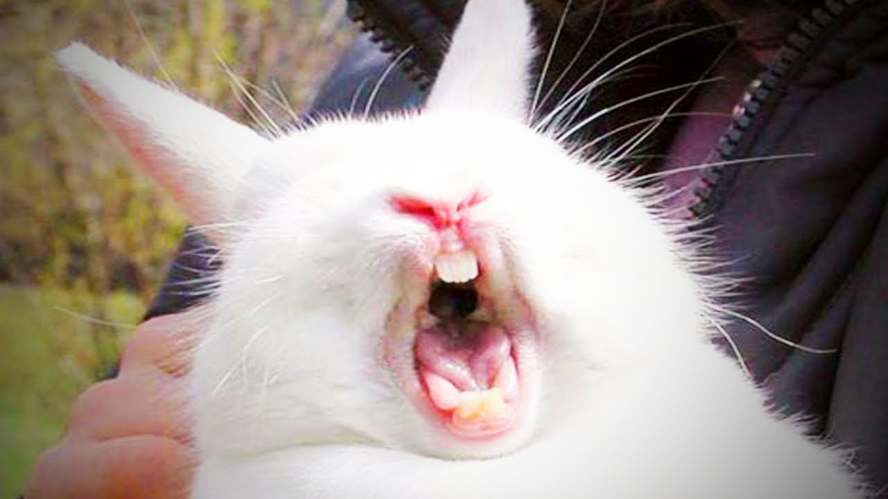 Cute Rabbits 😂 Cute Rabbits Doing Things Funny (Full) [Funny Pets] -  YouTube
