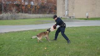 K-9 Training in Newport, Vt.
