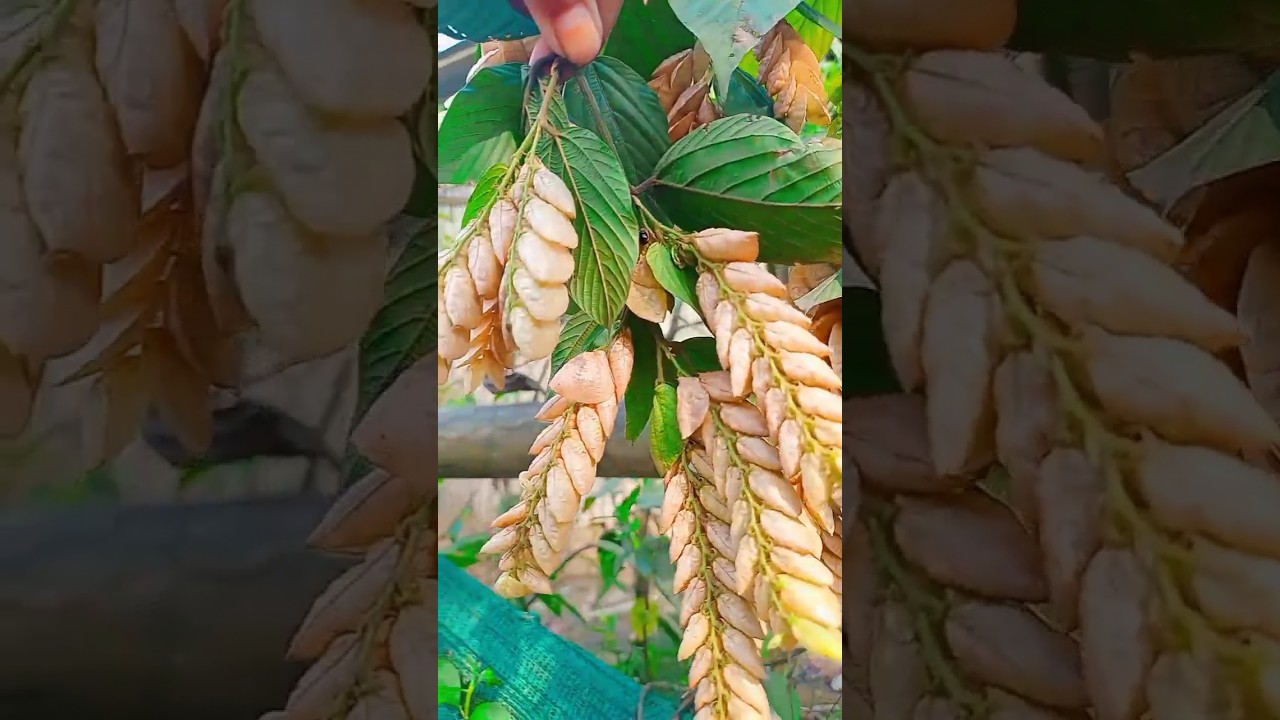 Wild Hops(মাখিয়তী)