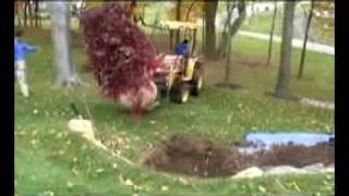 Outside Unlimited: Large Caliper Red Maple Transplant
