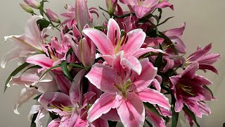 Top 10 Lilies || 10 Beautiful Oriental Lily Cut Flower Varieties