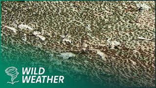 Why Harmful Algal Blooms Are Surging - The Hidden Threat to Oceans