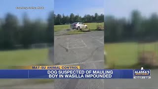 UPDATE: Dog suspected of nearly ripping off 7-year-old boy’s ear found