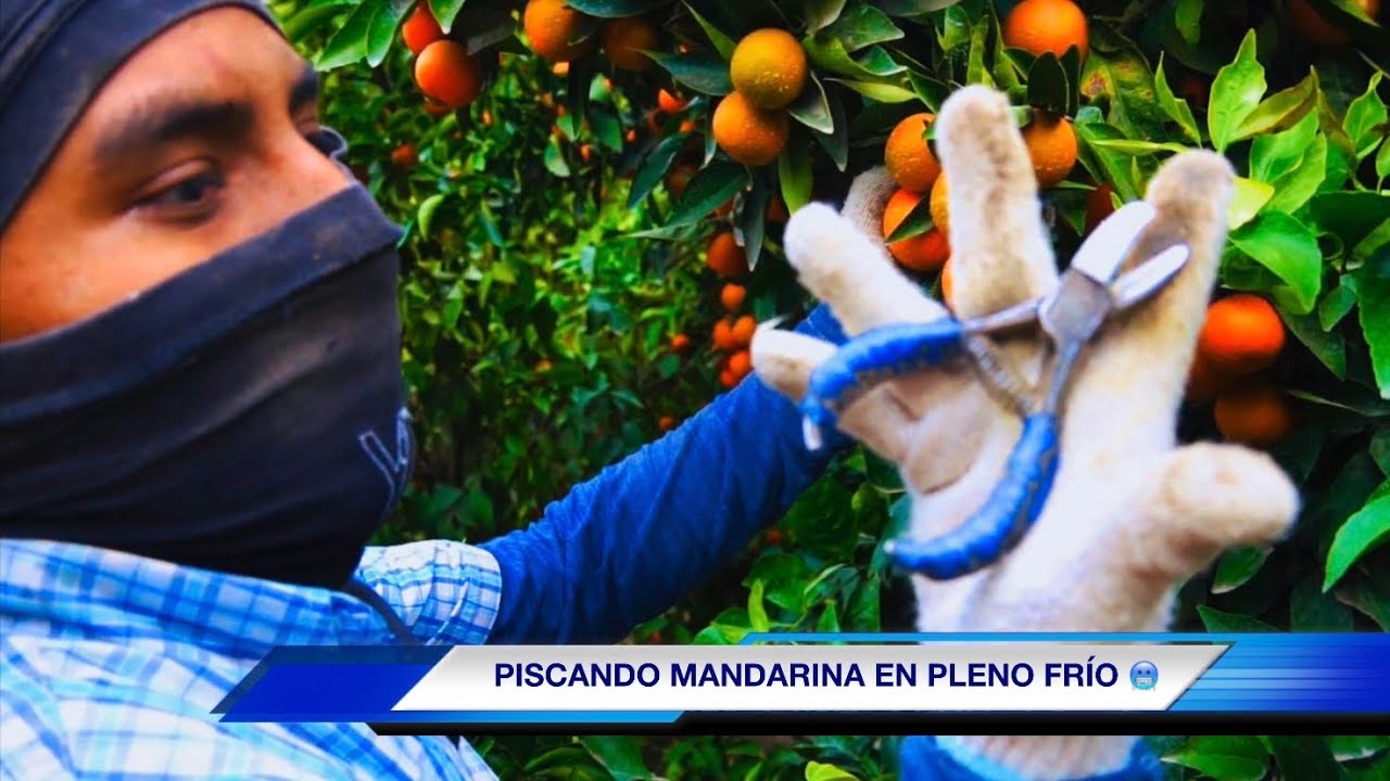 MANDARINA DE INVIERNO 🥶 TRABAJANDO POR CONTRATO /HOW TO PICK FRESH FRUIT TANGERINE