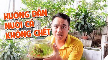 Hướng dẫn nuôi cá không chết I Nắng Aquarium_Guide to raising fish not dead