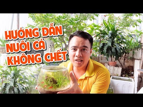 Video Hướng dẫn nuôi cá không chết I Nắng Aquarium_Guide to... - youtube