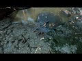 Empire of the Ants PS5 : Ich bin eine Überlebende