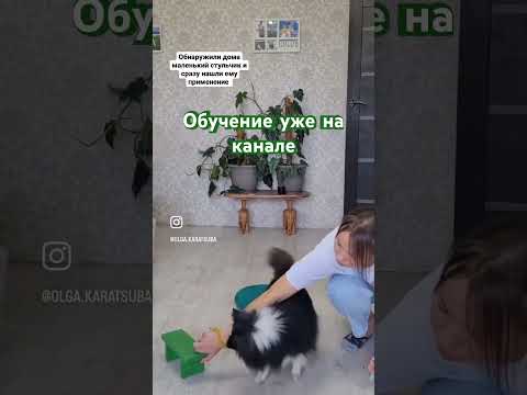 #дрессировкащенка #трюки #дрессировка #dogfitness #dog #shelty #fitness